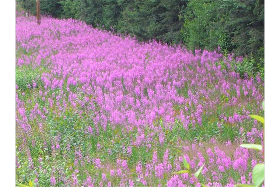 Fireweed flowers at Browns Lake