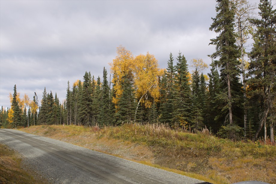 Lot 7 fall colors along the road