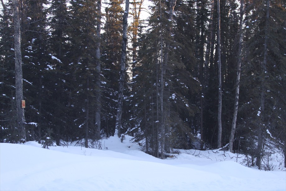 Lot A3 big trees and high ridge view of E Mountains