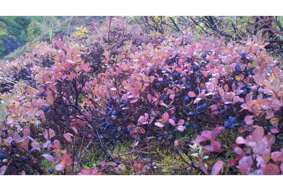 Alaskan Blueberrys
