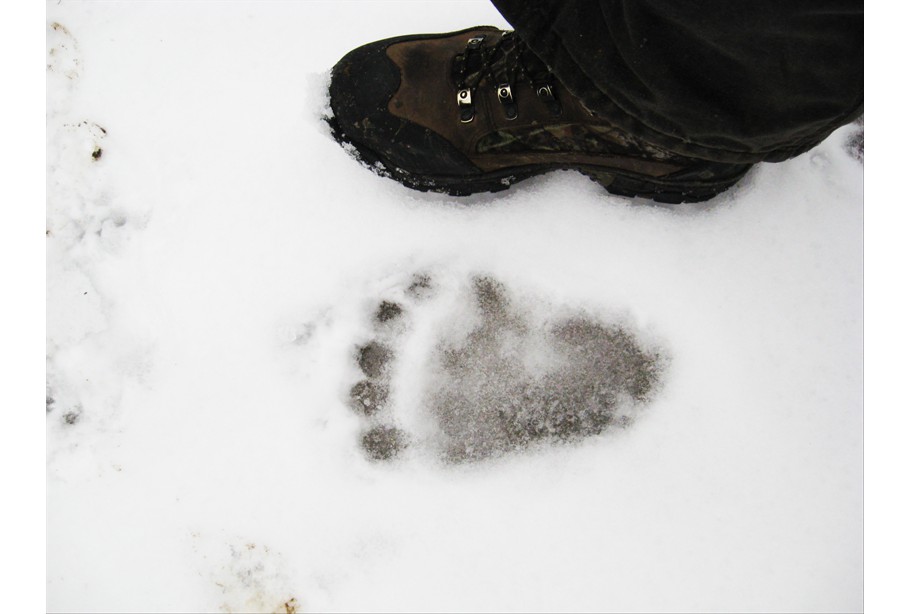 Bear Print Upper Kenai River