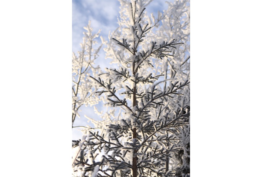 Browns Lake Winter Frost