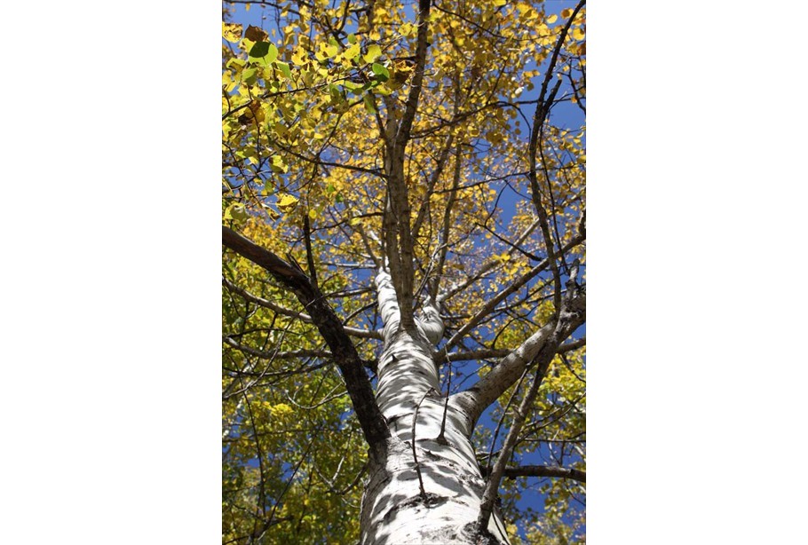 Fall colors at Browns Lake