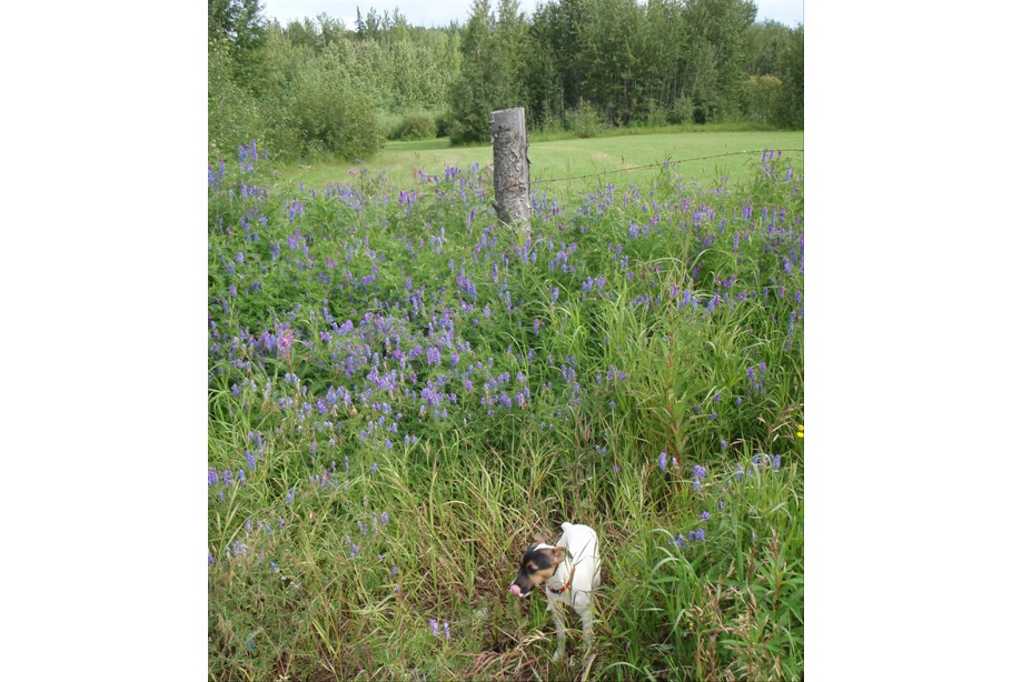 Lupin at Browns Lake